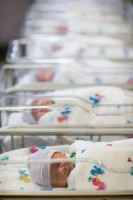row of newborns in hospital nursery