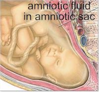 amniotic fluid