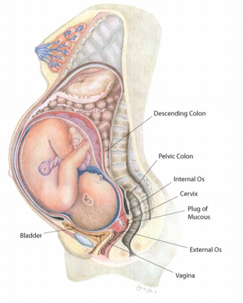 mucus plug side view